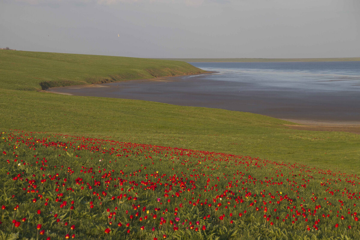 Краснокнижные тюльпаны Геснера у озера Грузское, Ростовская область. Фото: Александр Чибилёв