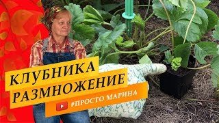 Клубника. Уход после плодоношения. Обрезка. Размножение.