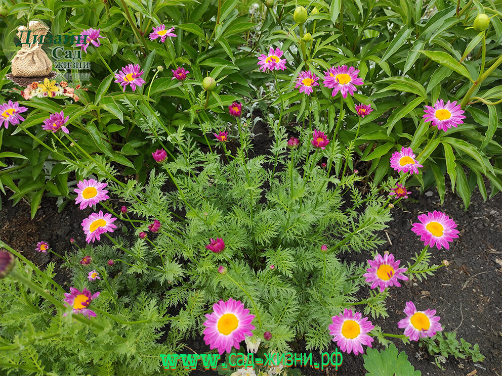 Пиретрум розовый зацветает раньше пионов