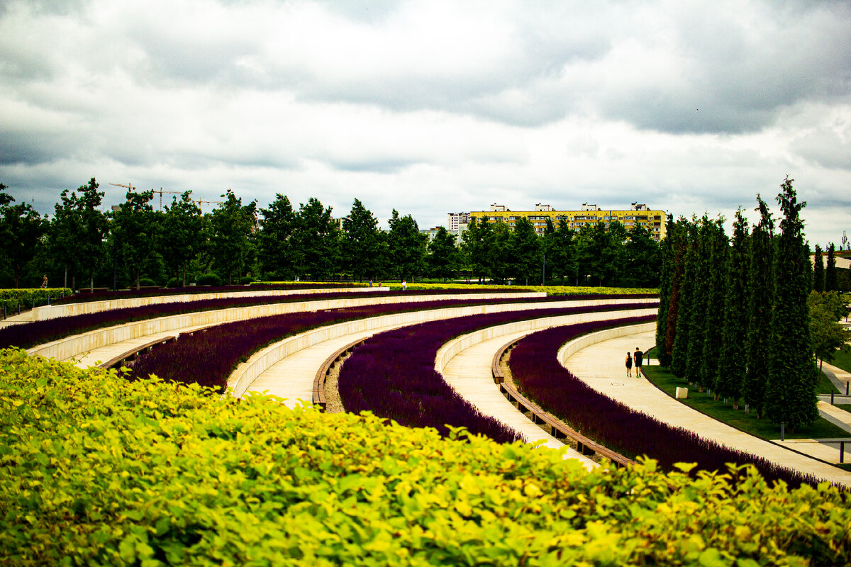 Цветущий шалфей в парке Краснодар