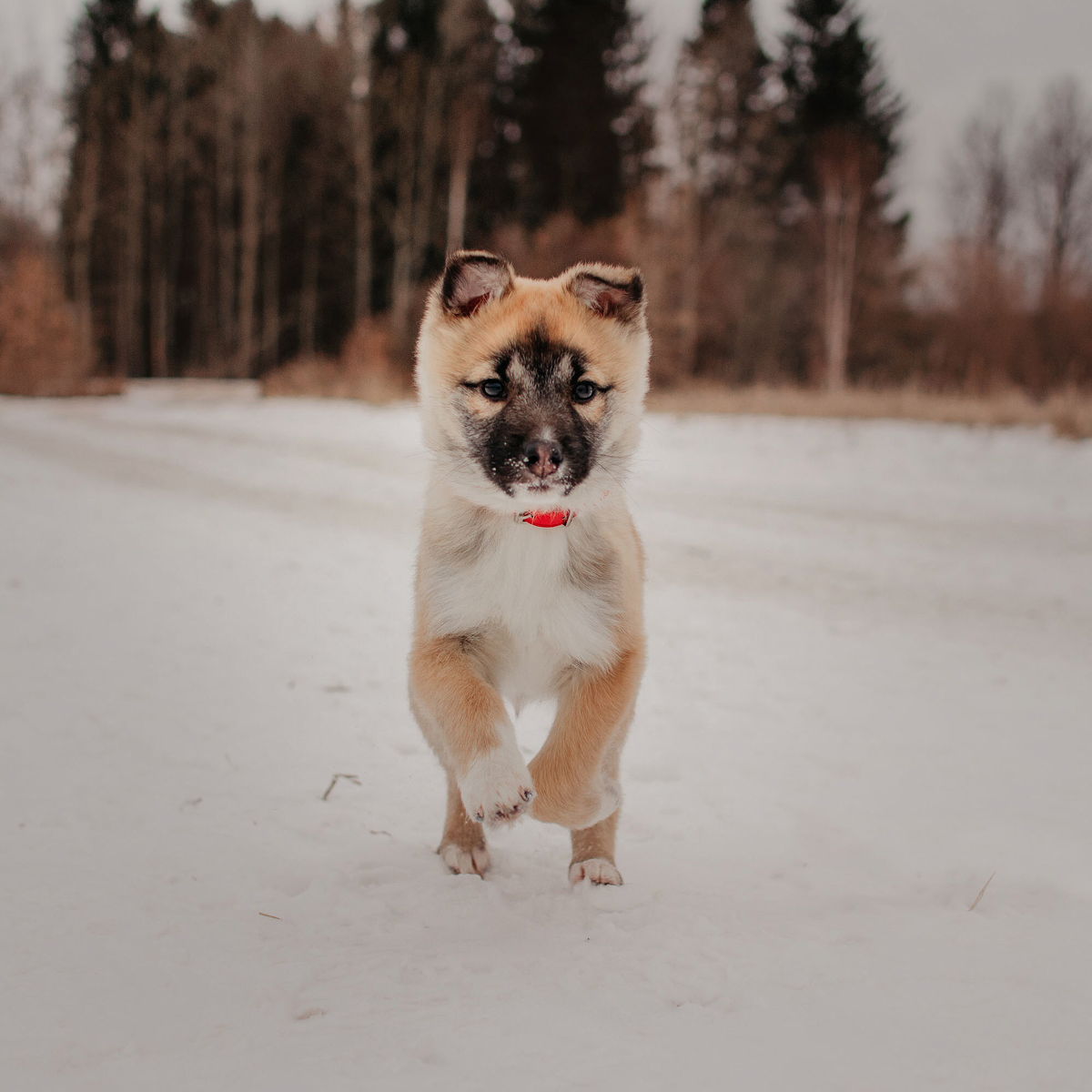 Селена в приюте