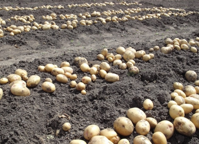 Хороший урожай