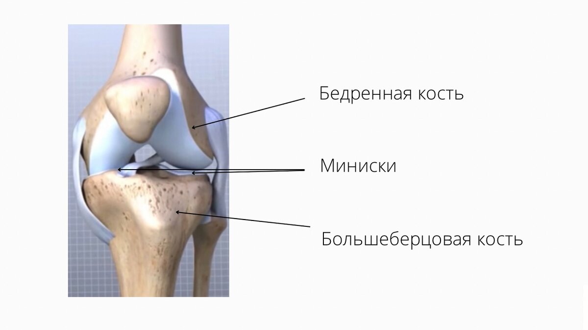 Коленный сустав