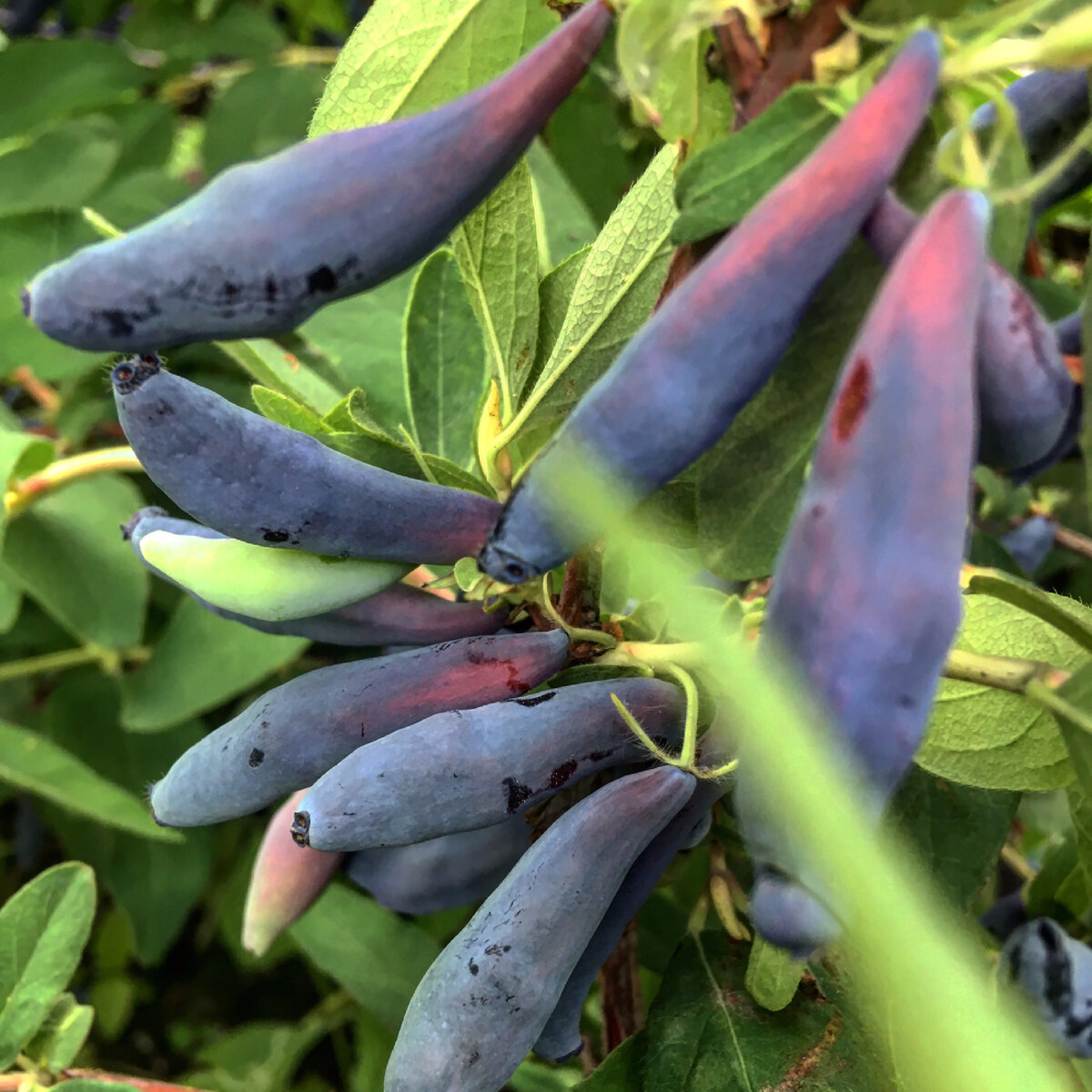 Один и лучших сортов жимолости «Гордость Бакчара»