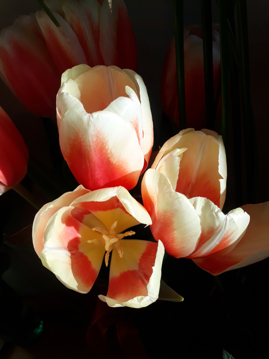 "Взрослые" тюльпаны. Фото автора.