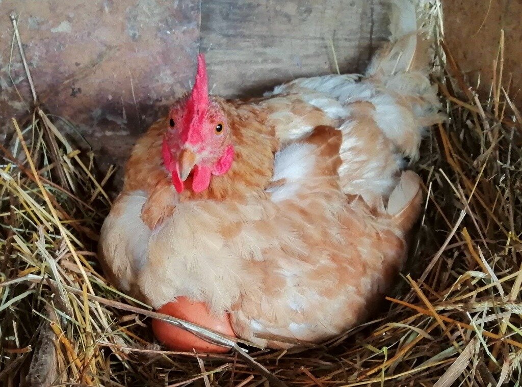 почему куры плохо. почему куры плохо. куры перестали нести яйца болезни. несушки зажирели и не несутся что делать. день петуха.