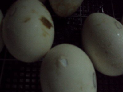 Первый наклев