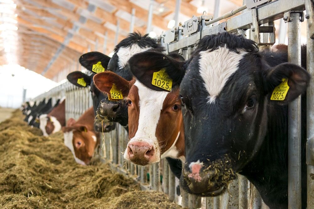За выявление кетоза коров надо пересмотреть рацион животных: убрать белковые компоненты, уменьшить долю концентратов.