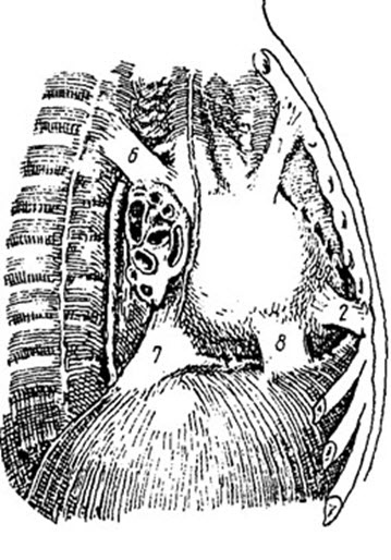5 причин формирования холки