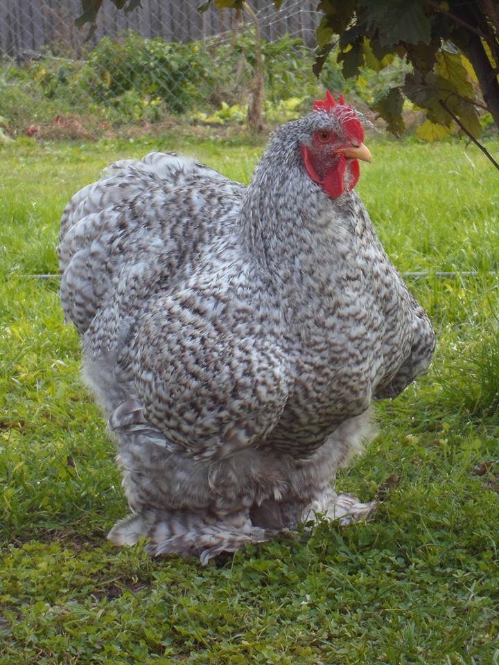 Далеко не всегда курица - это просто яйцо или мясо.  Представляю вашему вниманию самых редких и необычных представителей куриного мира.