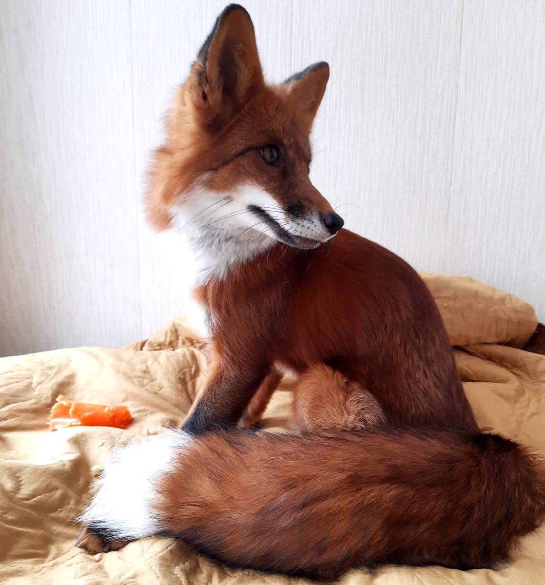 Это зимняя шуба моей лисы Лаки