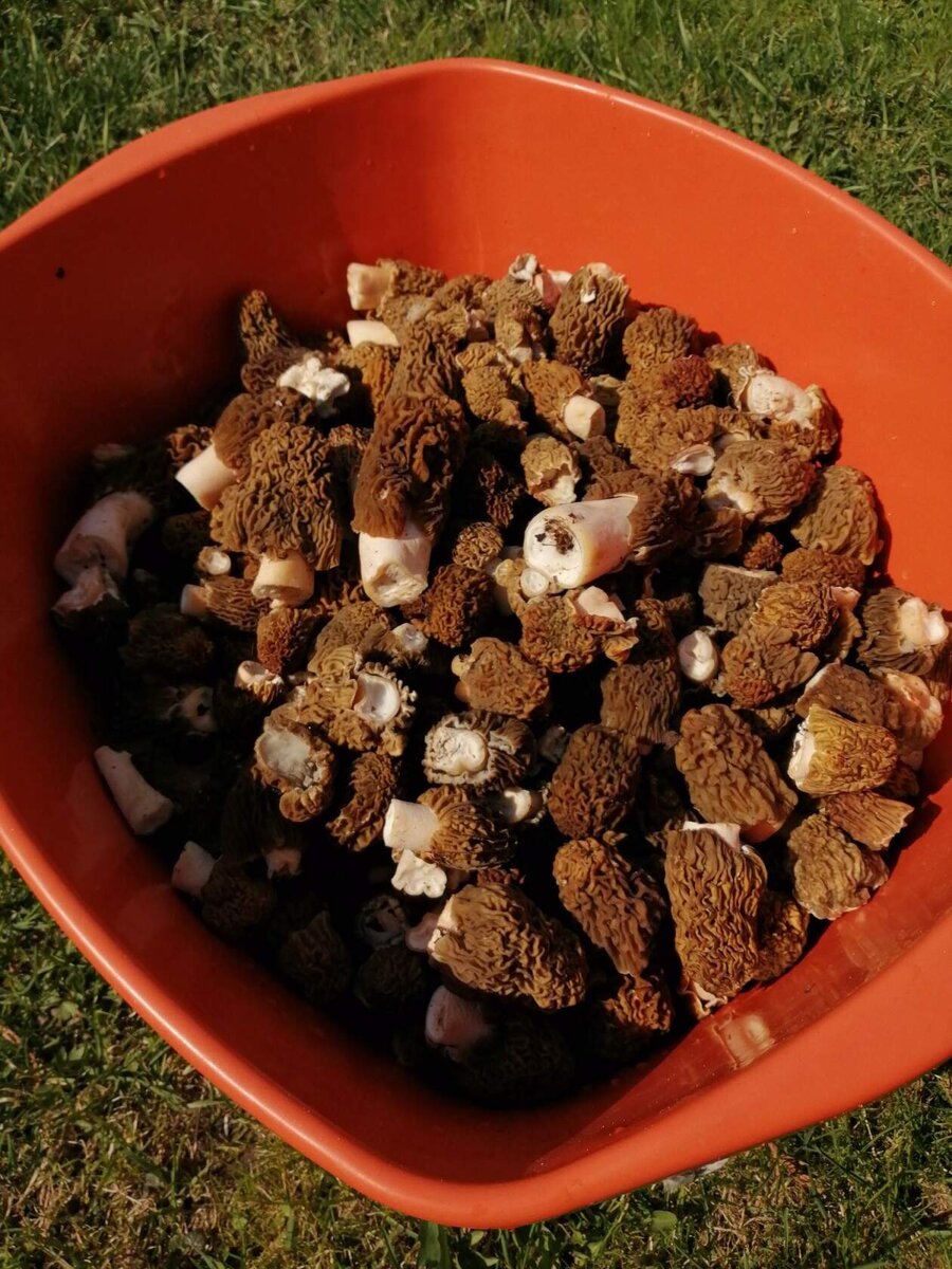 Фото автора.