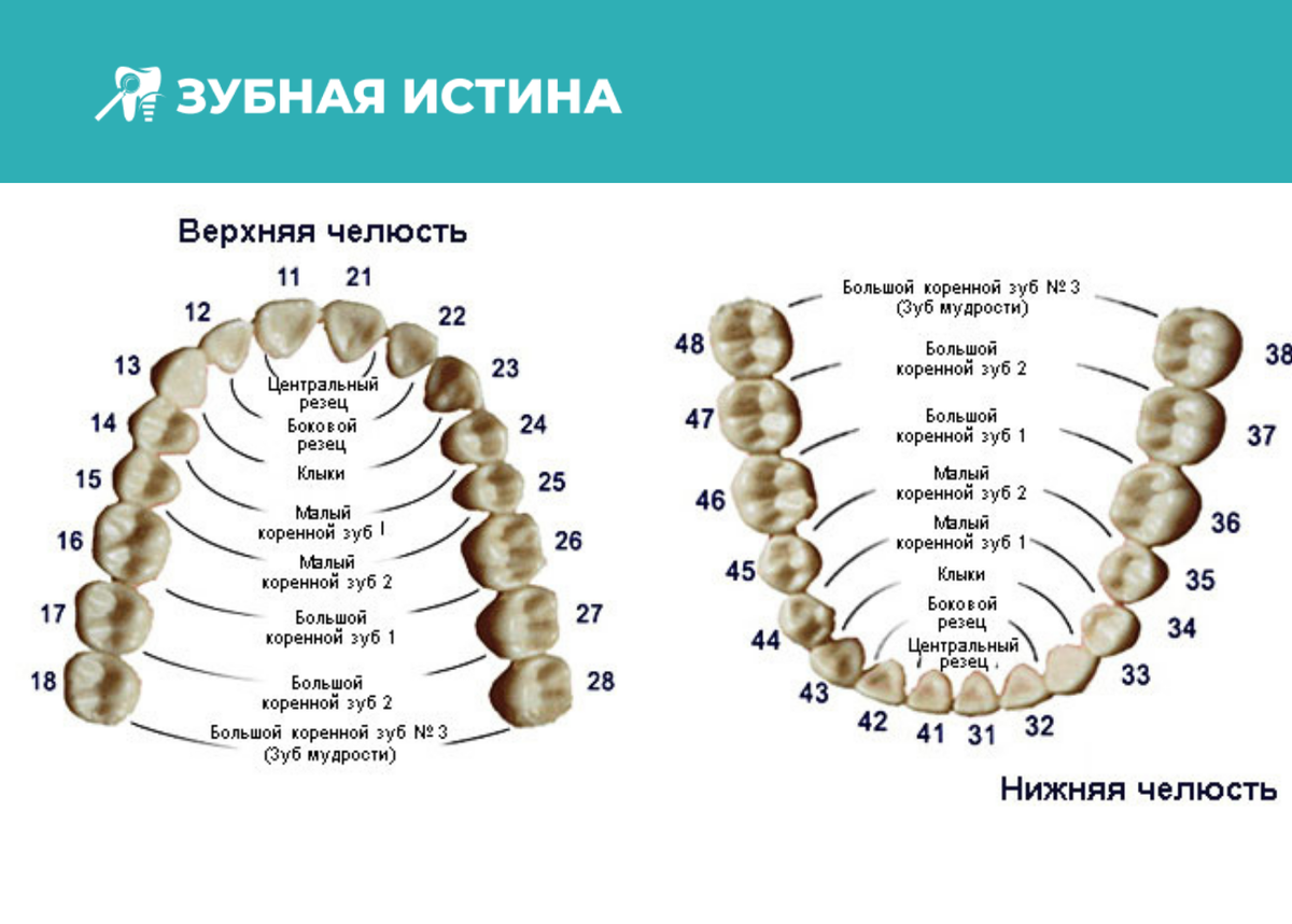 Расположение зубов по номерам у взрослых Зубы расположение во рту