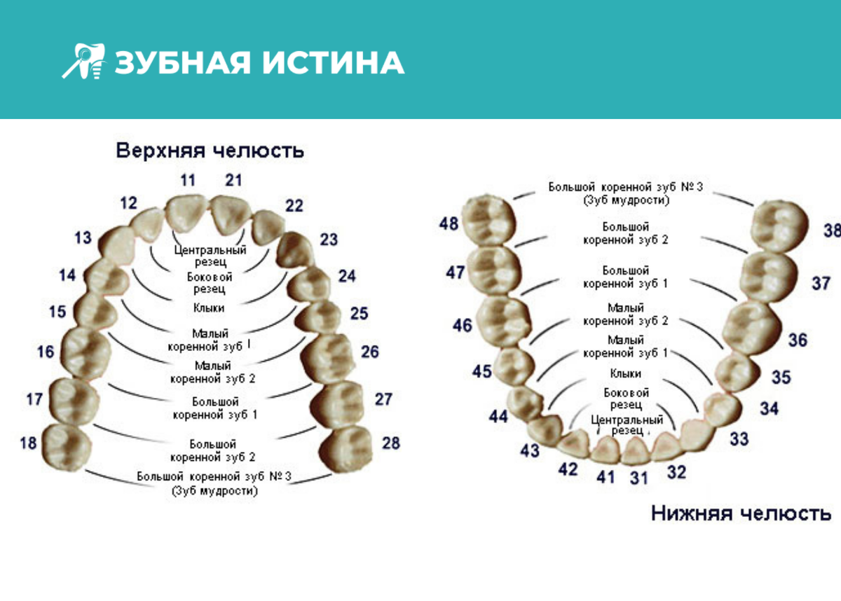 Как считают зубы стоматологи схема с номерами