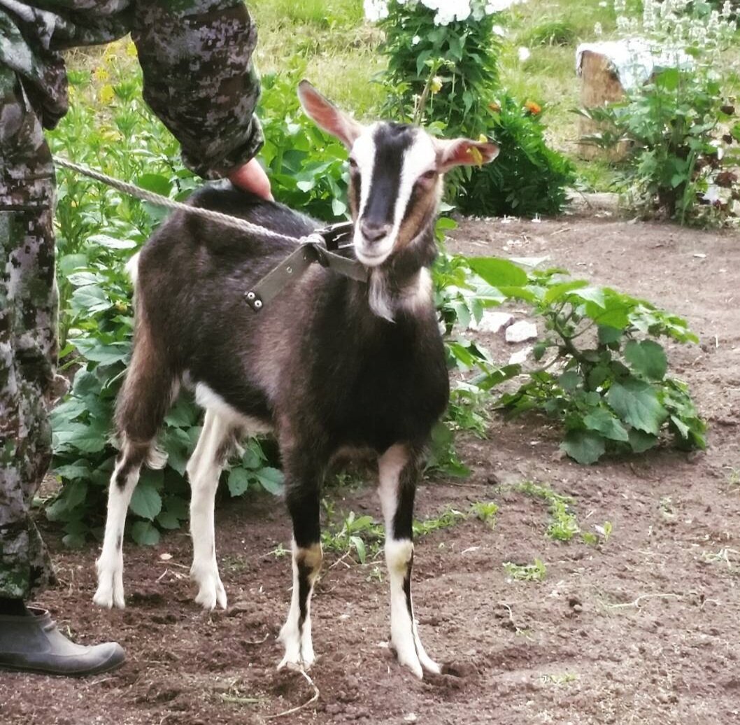 Одна из первых коз Майка