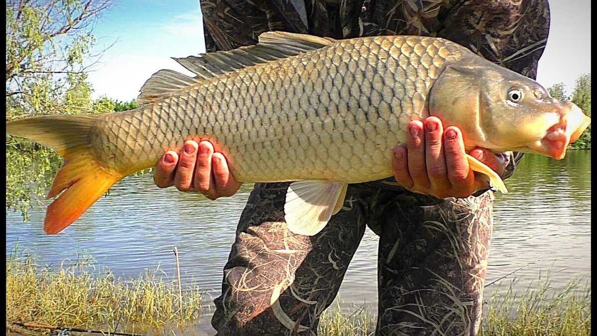 Фото из открытых источников "Яндекс картинки"