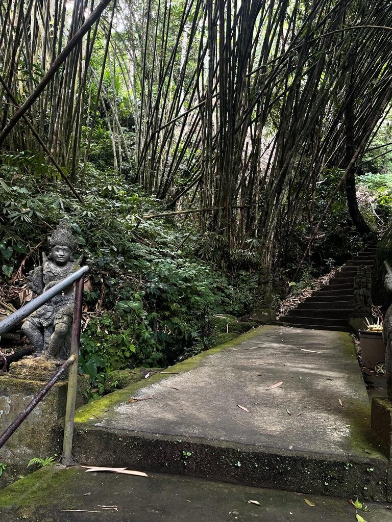 деревья бамбука, огибающие ступени храма