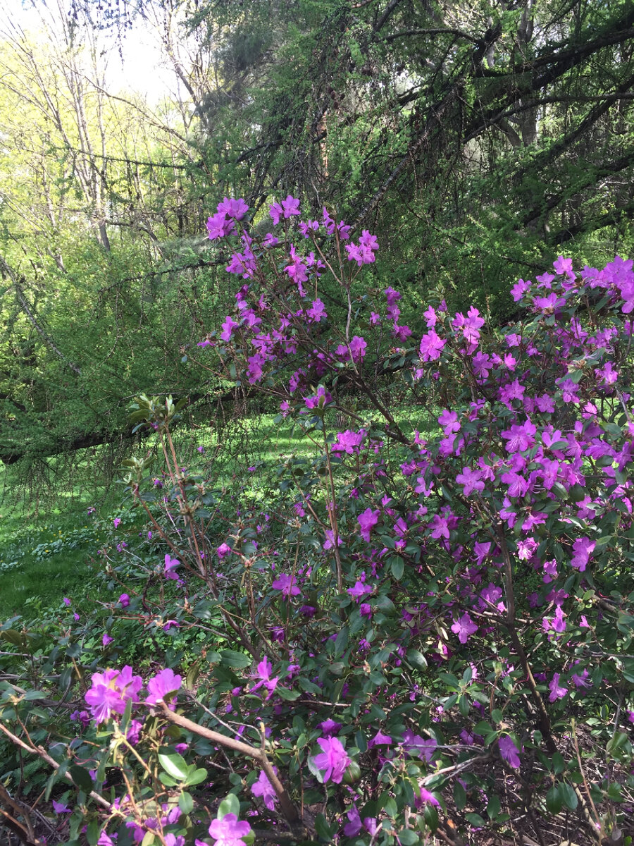 Это в ГБС РАН РФ.