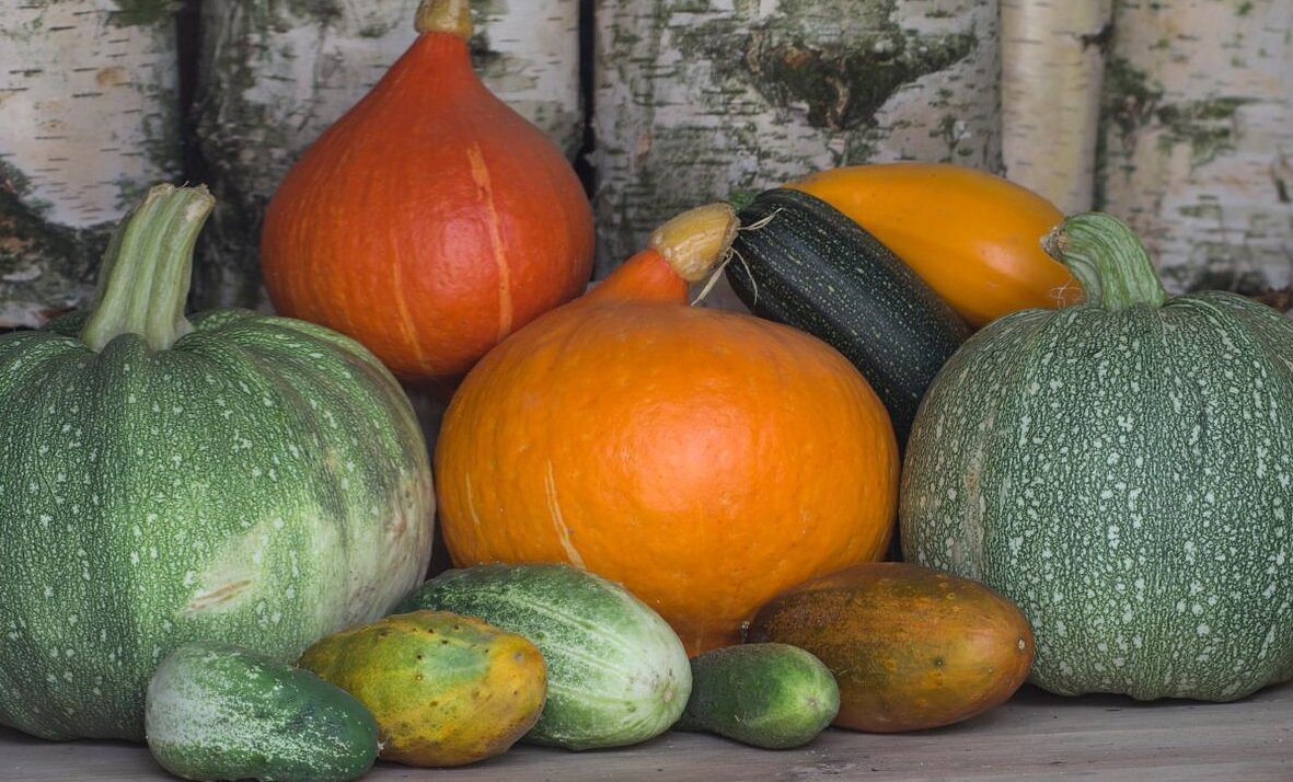 Верхняя тыковка совсем, как у меня в прошлом году. Фото из Интернета.