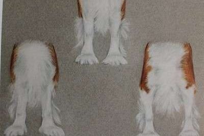 Передние конечности
Грудь умеренная, лопатки хорошо отведены назад; прямые конечности умеренного костяка.слева: хорошо выраженные углы плеча, справа: прямое плечо
слева: узкий постав,
в центре: правильный фронт,
справа: широкий постав
