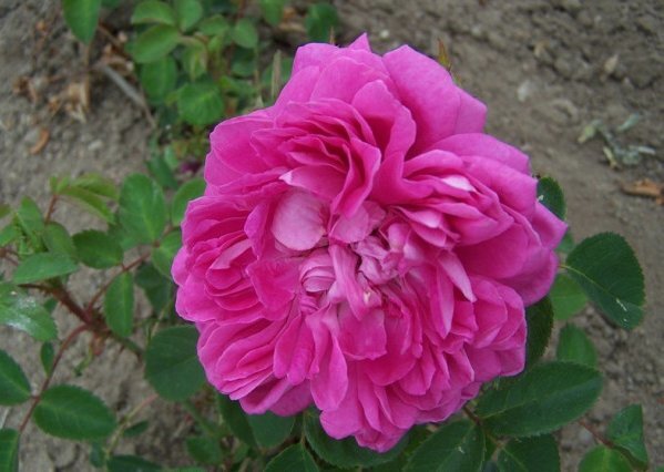 Фото питомника Roses Loubert