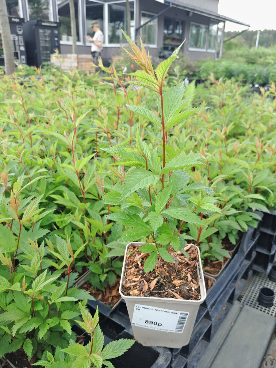 Гилления трехлистная