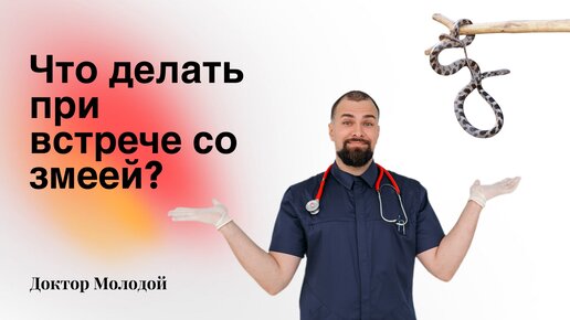 Что делать, если встретил змею? Что делать, если змея укусила?