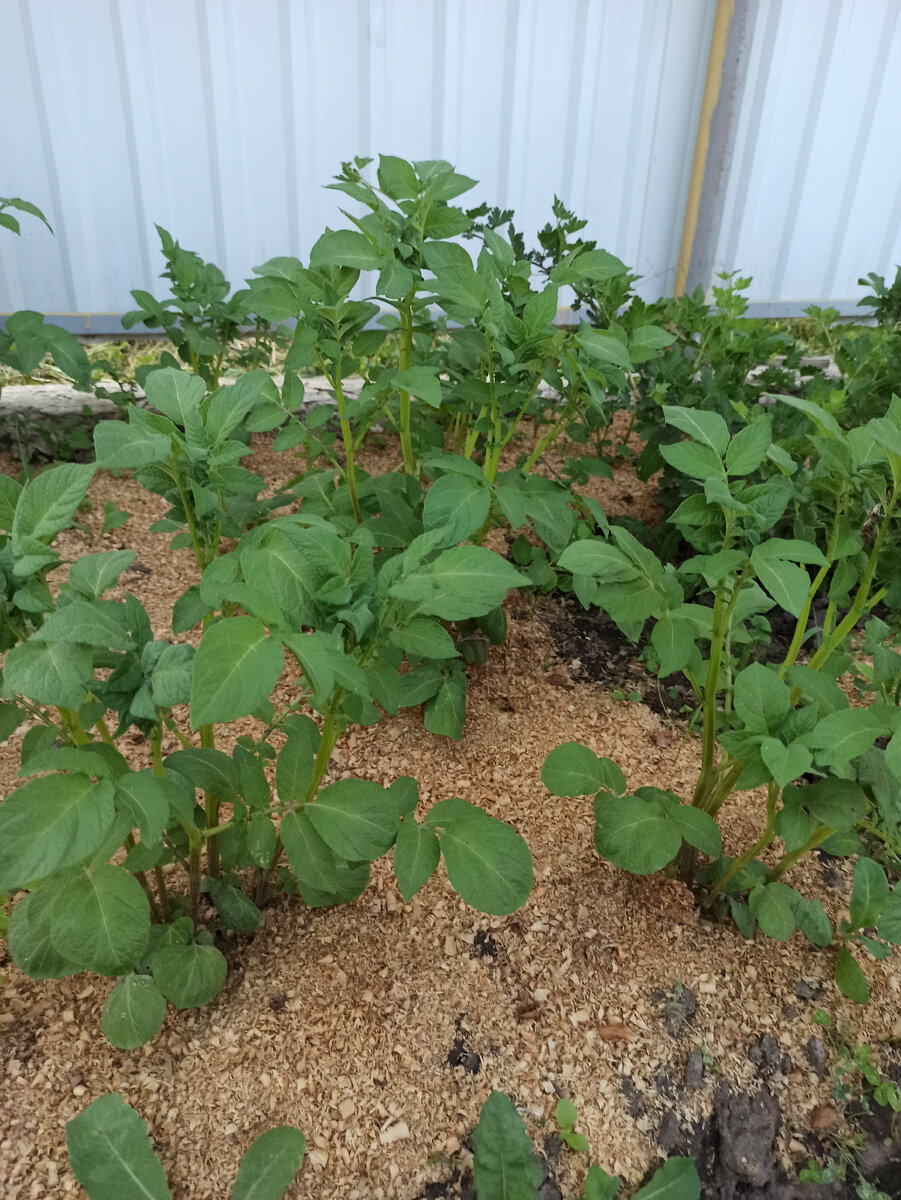 Только окучивала, приезжаю - нужно опять окучить