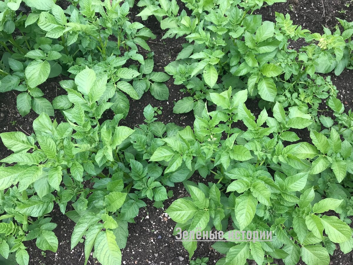 Эти кусты уже по полметра высотой и все равно между ними вот такое расстояние