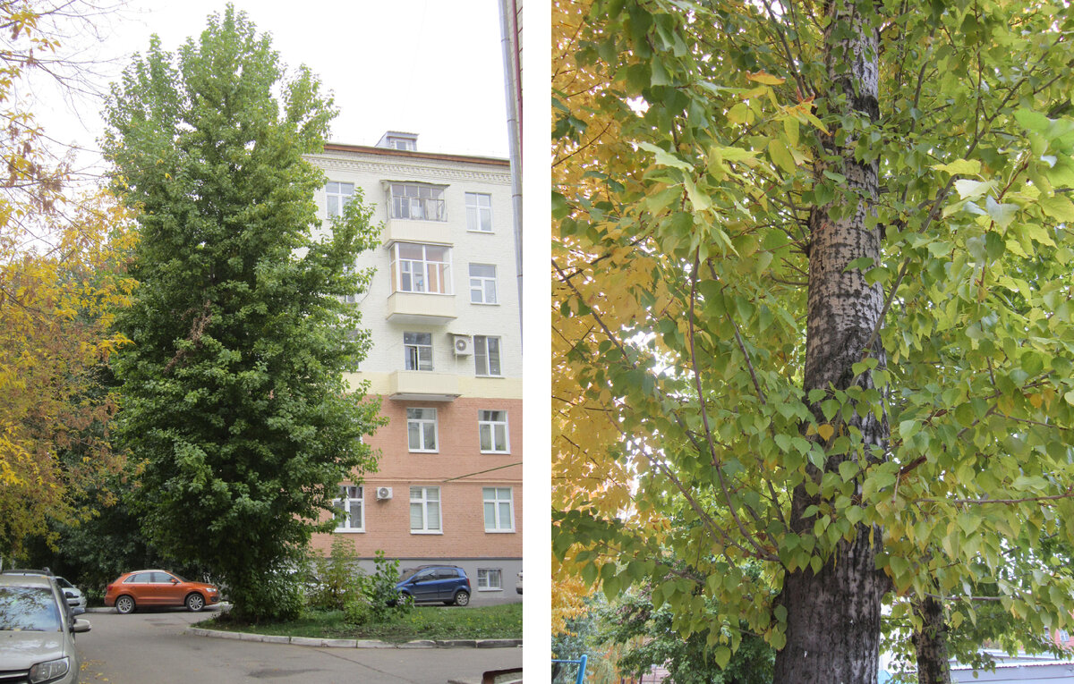 Тополь китайский. Ветки тополя в вазе. Какие тополя в Калининграде.