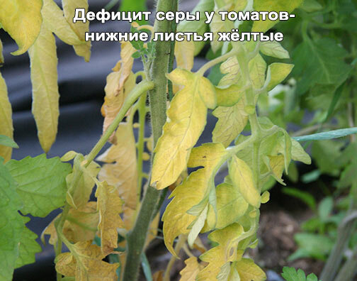 НЕДОСТАТОК СЕРЫ У ТОМАТОВ ФОТО 2
