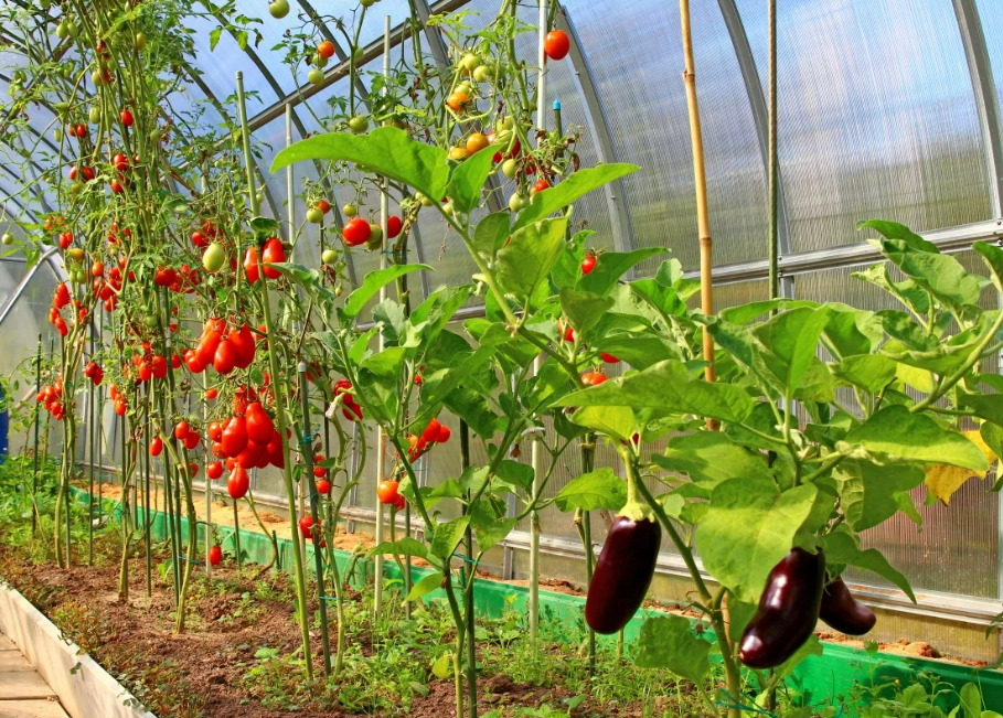 Фотография взята из источника yandex.ru