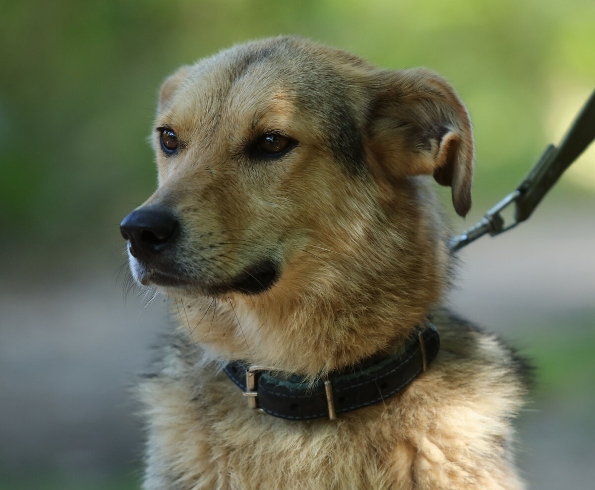Иногда даже одно фото может решить судьбу собаки. Это Пуна (2017 г.р.)