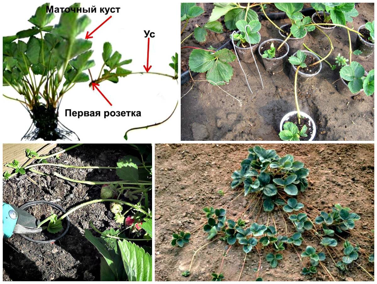Можно викторию. Размножение клубники. Как сажать усы клубники. Усики клубники для посадки. Размножение клубники усами.
