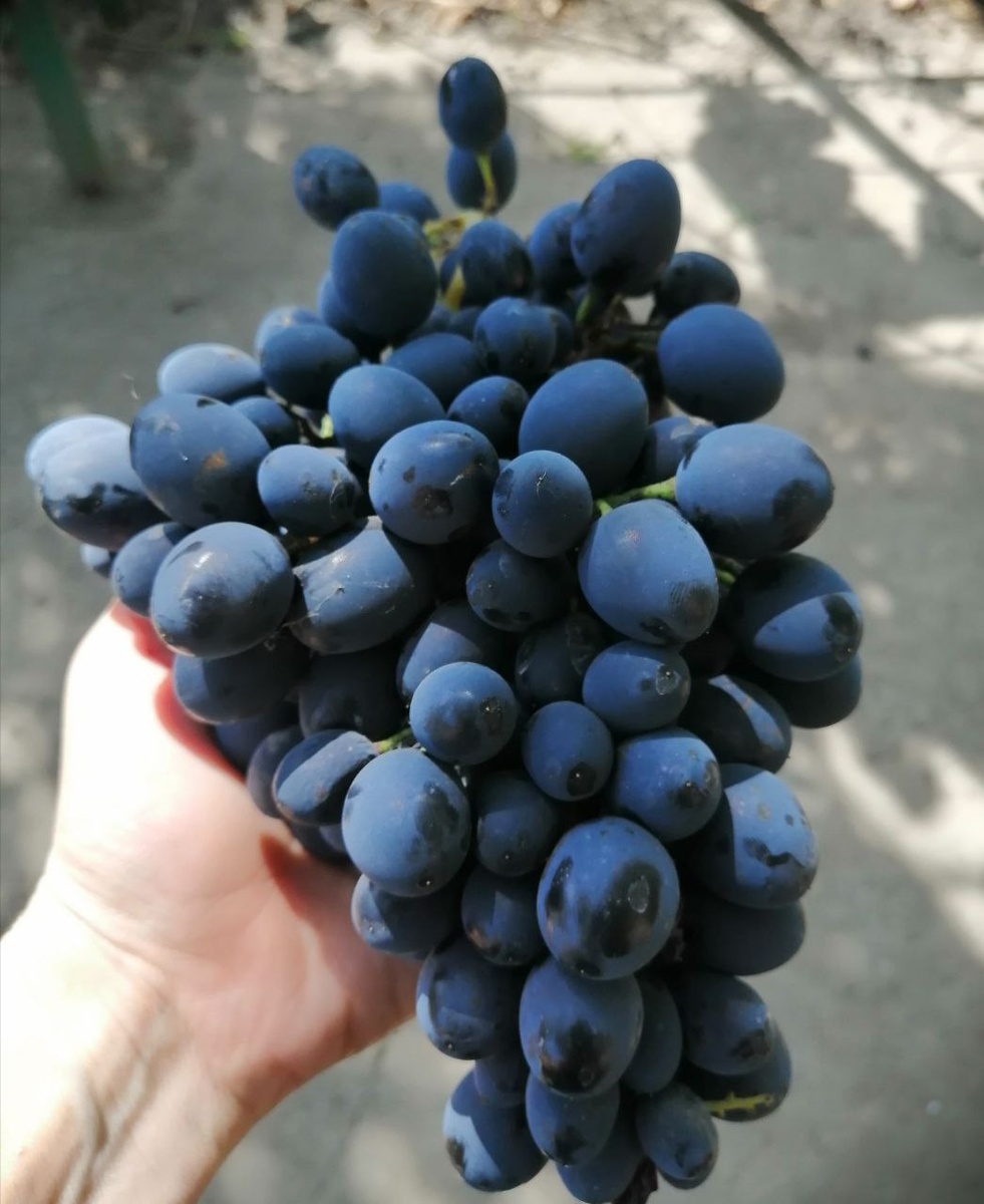 Фото автора. Виноград сорта "Молдова". Думаю, граммов 800 граммов одна такая кисть. 