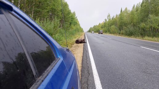 Медведь на трассе возле Ухты. Республика Коми.