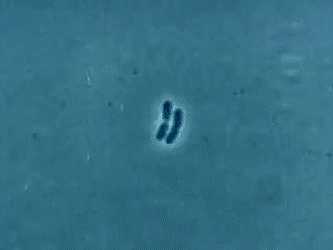 размножение бактерии