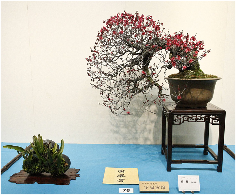 Выставка Кокуфу Тэн, 2014 год. Каскадный японский цветущий абрикос (Prunus mume) Источник: https://vk.com/album-46568730_186047668?ysclid=l800y97wbg24150495
