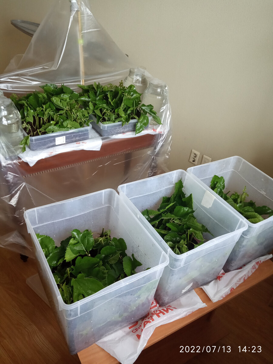 Черенкование шелковицы дома  (Фото: А. Алексейко)