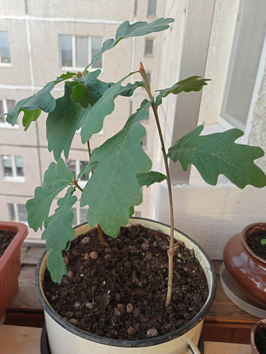 Дубы на балконе