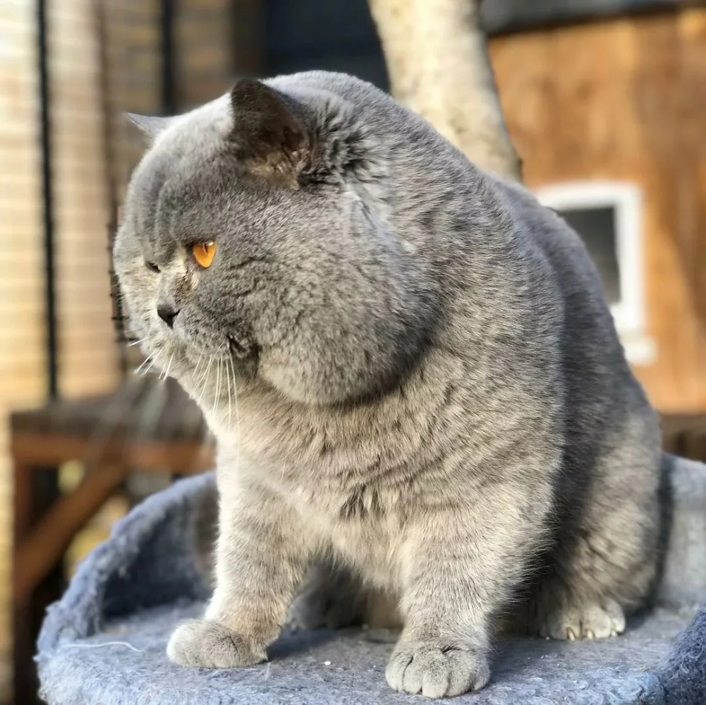 🐾 Маврентий Колокольчиков и Ко, или зарисовки для субботнего чтения👀 | Я  — Кот! | Дзен