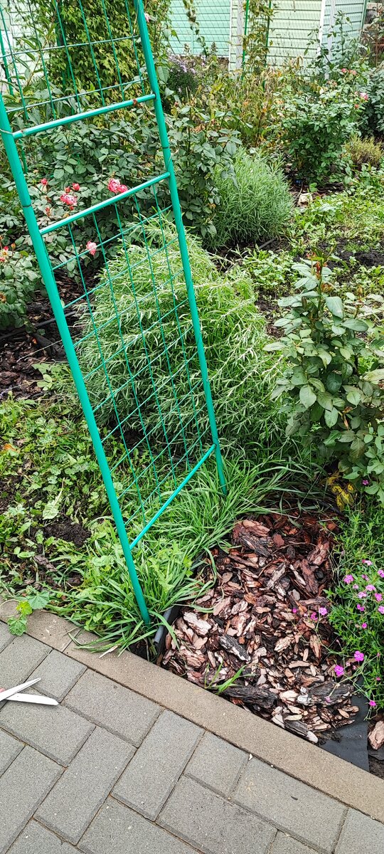 на выкопку потратила не меньше получаса, копать надо осторожно, вокруг одни розы