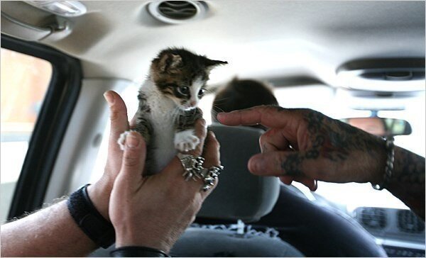 В США есть банда байкеров, которые называют себя "Rescue Ink" - они известны своим отношением к животным!-4