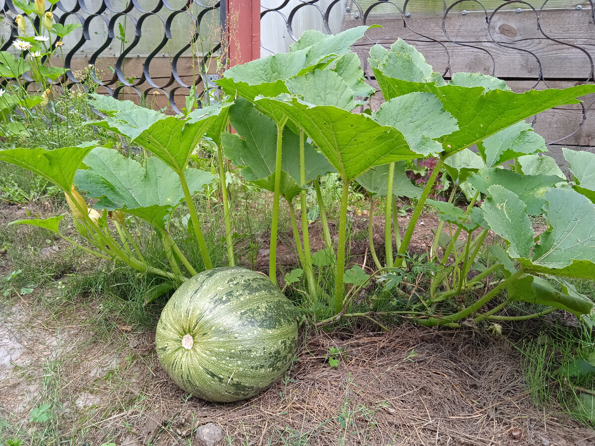 Фото автора Л.