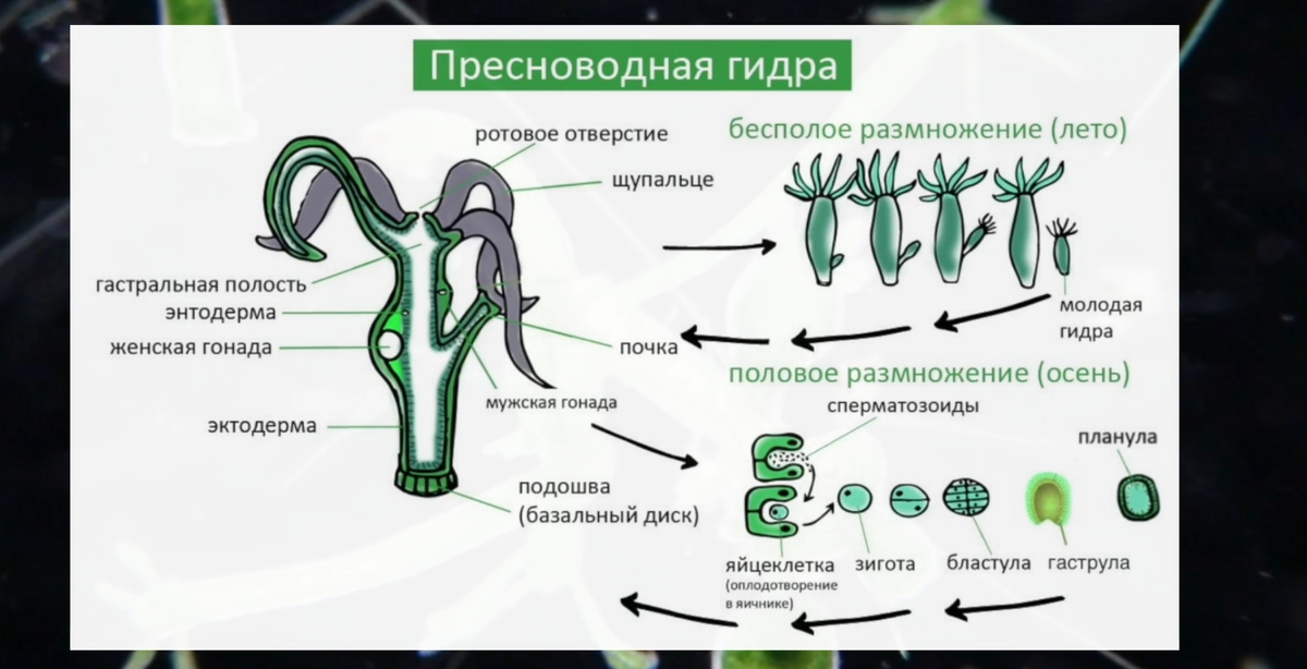Строение и размножение гидры. Размножение гидры пресноводной. Пресноводная гидра строение размножение. Строение и питание пресноводной гидры.