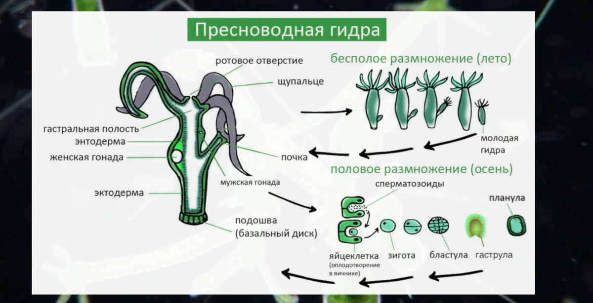 Строение размножение. Строение и размножение гидры. Строение гидры пресноводной размножение. Строение и питание пресноводной гидры. Гидра строение питание и размножение.