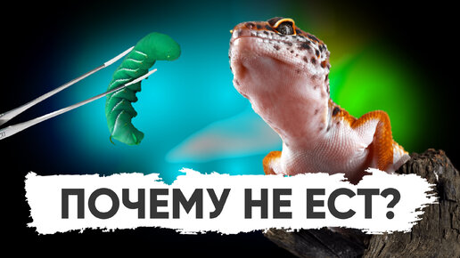 Почему эублефар перестал есть?