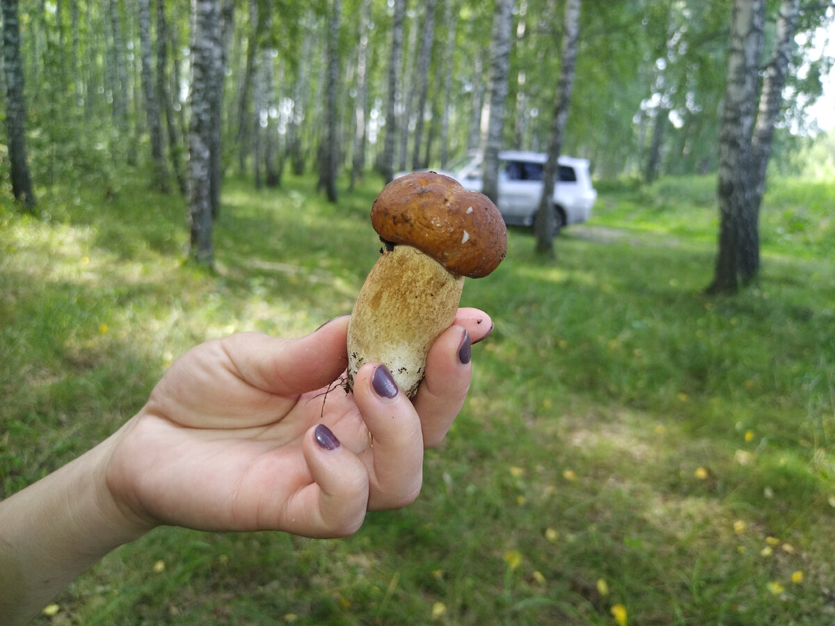 Боровик.