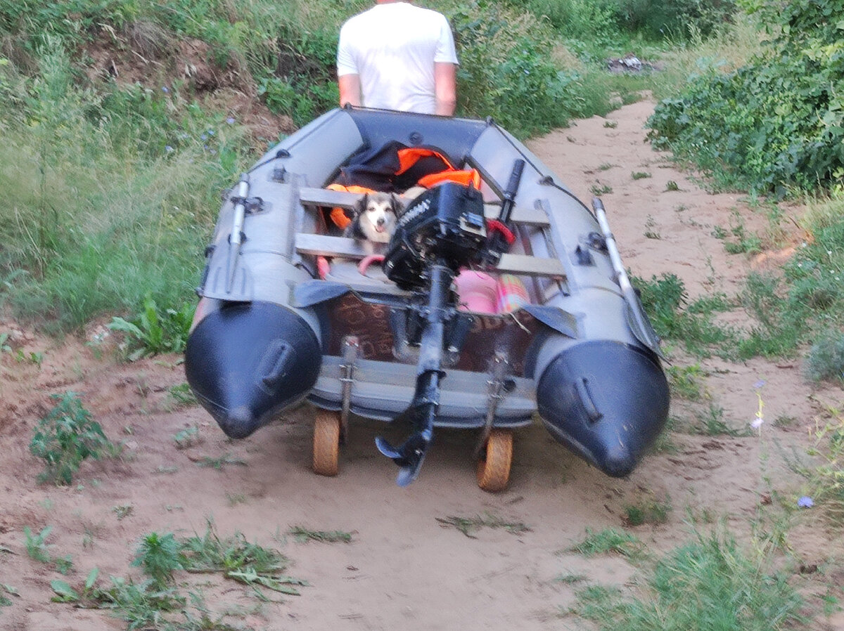 Бяшку посадили в лодку от собаки породы Лабрадор, которая свободно гуляла по центральной улице СНТ, правда около  дачного участка своих хозяев. Однако, собака лабрадор была без намордника, а гуляла заметьте одна, ошейник то ей и не нужен, раз хозяина рядом нет. Наша собачка маленькая, я взяла её на руки, лобрадор к нам подбежала, а я думаю с кого она начнёт😲. Фото автора Натальи Белотеловой. 