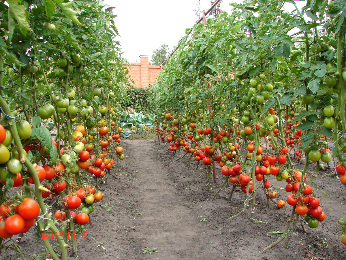 Астраханские томаты сорта. Прмидоры в ОГ. Томаты в открытом грунте. Помидоры в огороде.